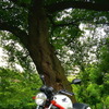 ホンダ VTR Type LD