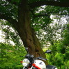 ホンダ VTR Type LD