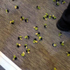 【ジュネーブモーターショー06】ダッジの ホーネット 公開で蜂が飛ぶ!!