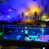 すみだ水族館に登場した、光と音楽とペンギンの新展示「ペンギンキャンディ」（3月21日～7月17日）。3月19日のオープニングイベントには動物好きな森泉も登場。ペンギンを抱き「連れて帰りたい！」と笑った
