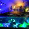 すみだ水族館に登場した、光と音楽とペンギンの新展示「ペンギンキャンディ」（3月21日～7月17日）。3月19日のオープニングイベントには動物好きな森泉も登場。ペンギンを抱き「連れて帰りたい！」と笑った