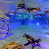 すみだ水族館に登場した、光と音楽とペンギンの新展示「ペンギンキャンディ」（3月21日～7月17日）。3月19日のオープニングイベントには動物好きな森泉も登場。ペンギンを抱き「連れて帰りたい！」と笑った