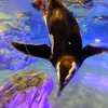 すみだ水族館に登場した、光と音楽とペンギンの新展示「ペンギンキャンディ」（3月21日～7月17日）。3月19日のオープニングイベントには動物好きな森泉も登場。ペンギンを抱き「連れて帰りたい！」と笑った