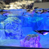 すみだ水族館に登場した、光と音楽とペンギンの新展示「ペンギンキャンディ」（3月21日～7月17日）。3月19日のオープニングイベントには動物好きな森泉も登場。ペンギンを抱き「連れて帰りたい！」と笑った