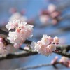 全国で最初の桜が開花…鹿児島気象台発表