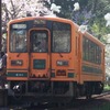 サクラが満開の芦野公園駅に停車する津軽21形気動車。春の客車列車をけん引する。