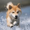 房総半島で愛犬と楽しい体験が楽しめるおでかけプラン「おでか犬」