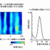 36 野‐TE 野深層の協調的な活動がTE 野浅層に皮質層間信号を伝播している例