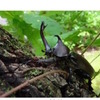 カブトムシの成虫