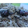 カブトムシの成虫