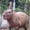 父親「彦馬」　(c) 埼玉県こども動物自然公園