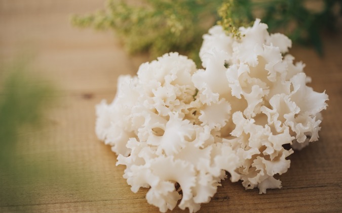 電球製造ノウハウを応用してキノコ栽培、大井川電機が「ホホホタケ」出荷---機能性表示食品 画像