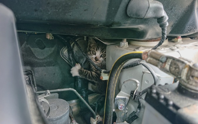 【猫の日】猫バンバンはやさしくネ　出発前の30秒チェック手順 画像