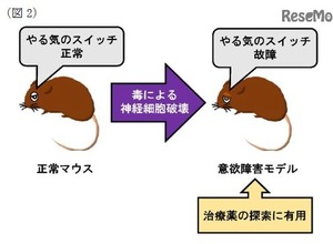 意欲障害のモデル動物を用いた治療薬の探索イメージ