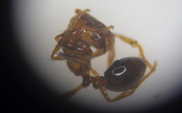 ヒアリ拡大...国交省会見でも連日質問、対応は? 画像