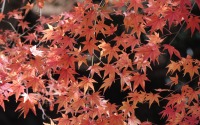 ナビタイム、紅葉特集を公開…色づき具合をリアルタイムに5段階表示 画像