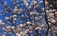ナビタイム、桜・お花見特集を公開…開花状況を毎日更新 画像