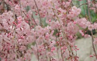 喜多方市のしだれ桜開花期における駐車場対策で、損保ジャパン日本興亜など4者が連携 画像