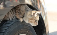 クルマに乗る前に「猫バンバン」!…こんな小動物が忍びこんでトラブル 画像