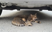 意外ニャ! 6月に急増、猫のエンジンルーム侵入...要注意 画像