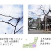 桜の開花予想、日本気象協会が発表