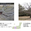 桜の開花予想、日本気象協会が発表