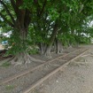 休止から半世紀が経過した安比奈駅付近の線路。ここに車両基地を整備する計画が正式に廃止された。