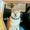 DOG ＆ DRIVE 獣医と考える、快適なクルマ「遠出篇」