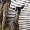 キリンの赤ちゃん　(c) 埼玉県こども動物自然公園