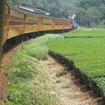 茶畑が広がるなか、千頭に向かって走る特別列車。