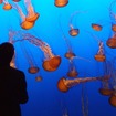 モントレー水族館