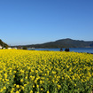 池田湖畔の菜の花畑。