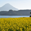 池田湖畔の菜の花畑。