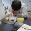 遺伝子型判定のための電気泳動実験のようす