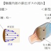 触媒内部の排出ガスの流れ