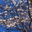 桜（イメージ）