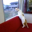列車内のネコのイメージ。9月10日に「ねこカフェ列車」が運転される。