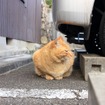 【アンケート】私のペットは車が好きです、でも…