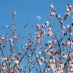 まだ肌寒いが、会場付近では桜の一種が八分咲きとなっていた