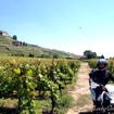 2010年6月、世界一周中に立ち寄ったラヴォー。スイス有数のワインの産地であり、ユネスコの世界遺産にも登録された優雅で美しい場所。