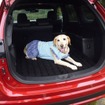 【青山尚暉のわんダフルカーライフ】災害時、車内空間は愛犬同伴避難の強い味方になる！