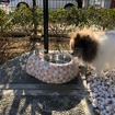 愛犬専用トイレ