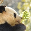 上野動物園