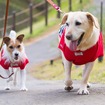 愛犬用お出かけアイテム