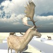 国立科学博物館、剥製コレクションをVR博物館として公開