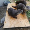 ユーラシアカワウソ