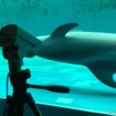 しながわ水族館にライブカメラを設置