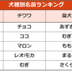 アイペット損保、「ペットの名前ランキング2020」を発表