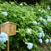 梅雨の風物詩「あじさいまつり」　6月21日から