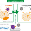 アレル物質不活性化の仕組み。